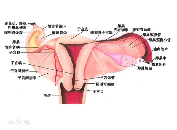 ŮʲôӵĈDƬ ꎲ挍(sh)(gu)ʽY(ji)(gu)D