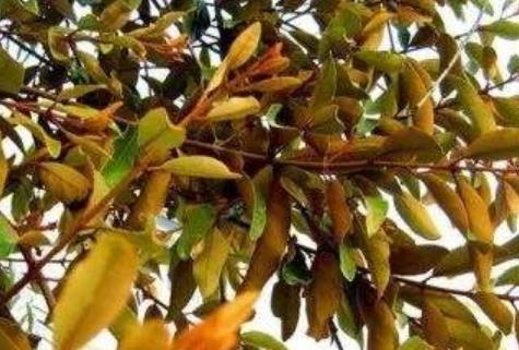 媽媽奶水不足需要催乳 推薦3種食物幫助催乳