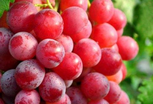夏季補(bǔ)血很容易導(dǎo)致上火 多吃8種蔬菜水果