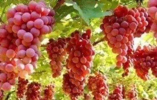生活中有些時(shí)候又很難避免熬夜 7種水果對(duì)抗熬夜危害
