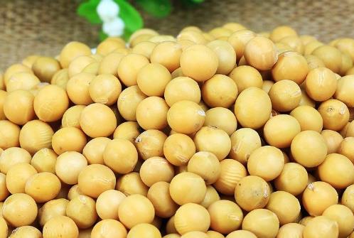 豆類含有豐富的優(yōu)質(zhì)蛋白和多種維生素 夏季女性最適合吃這6種豆