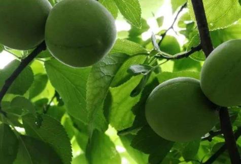 夏季適合食用生姜 女性夏季吃生姜更養(yǎng)生