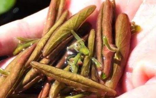 三餐中如何正確喝果汁 新鮮果汁的做法