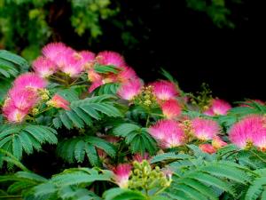 合歡花黃花菜令人歡樂無憂-能調節(jié)心情的食譜