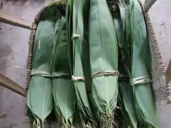 端午節(jié)粽子葉用什么葉子?原來(lái)這么多葉子都可以包粽子