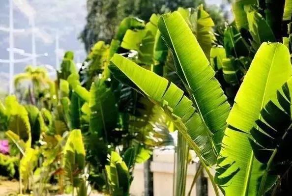 端午節(jié)粽子葉用什么葉子?原來(lái)這么多葉子都可以包粽子
