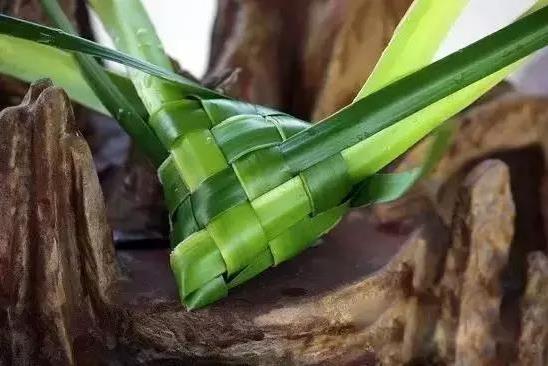 端午節(jié)粽子葉用什么葉子?原來(lái)這么多葉子都可以包粽子