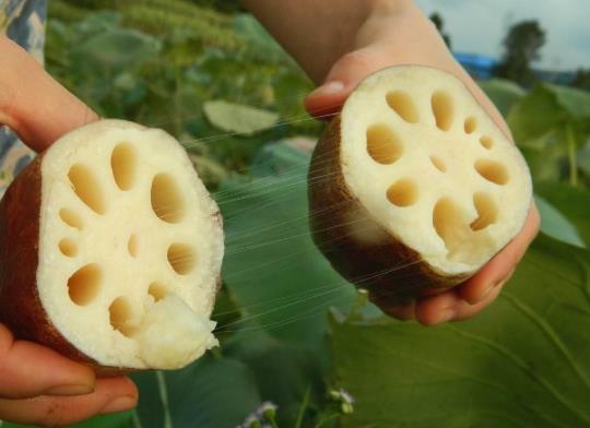 藕片沒吃完怎么保存?吃了沒削皮的藕會(huì)生病嗎?