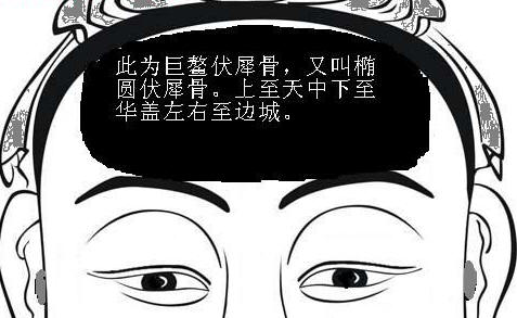 骨相圖解:巨鰲伏犀骨