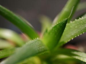 孕婦能用蘆薈膠嗎？蘆薈膠的功效與作用