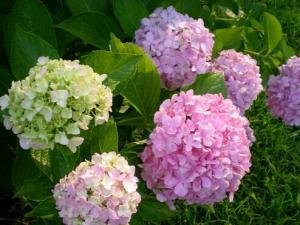 家里有孕婦能養(yǎng)繡球花嗎？繡球花有毒嗎？