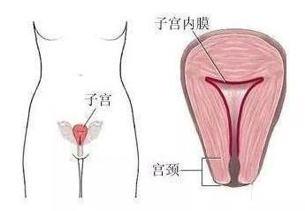呼市五洲醫(yī)院治病靠譜嗎?子宮內(nèi)膜薄造成的不孕不育原因是什么