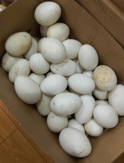 鵝蛋能去胎毒是真的嗎?懷孕什么時(shí)候吃鵝蛋最好