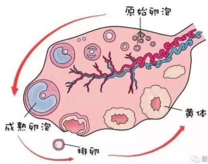 武漢送子鳥醫(yī)院真的靠譜嗎 誠信對待每一位患者