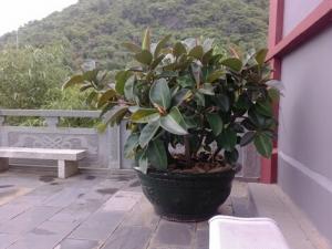 家里有寶寶能養(yǎng)橡皮樹嗎？橡皮樹有毒嗎？