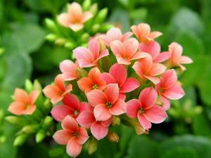 家里有寶寶能養(yǎng)長壽花嗎？長壽花的養(yǎng)殖方法