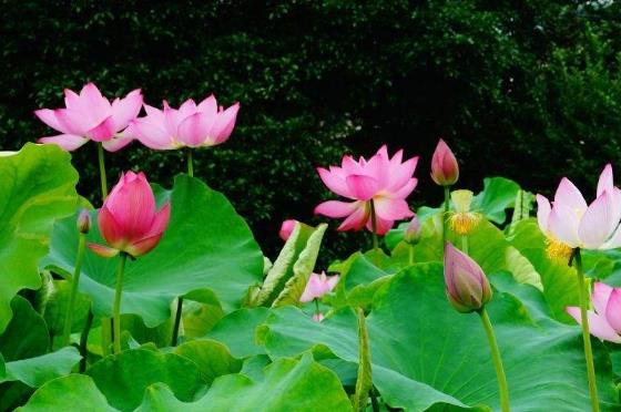 2018年荷花什么時(shí)候開(kāi)?2018最佳賞荷花的地方和時(shí)間