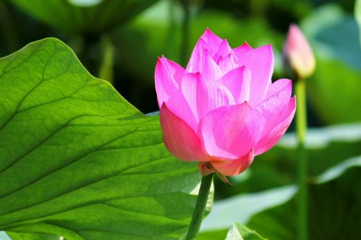 2018年荷花什么時(shí)候開(kāi)?2018最佳賞荷花的地方和時(shí)間