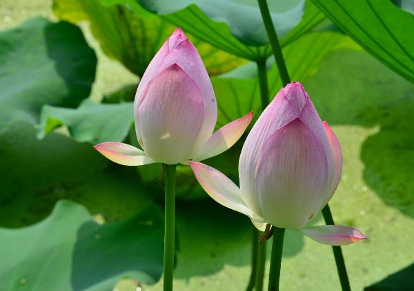 2018年荷花什么時(shí)候開(kāi)?2018最佳賞荷花的地方和時(shí)間