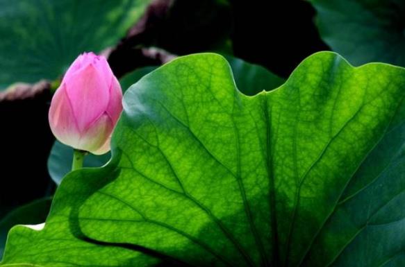 2018年荷花什么時(shí)候開(kāi)?2018最佳賞荷花的地方和時(shí)間