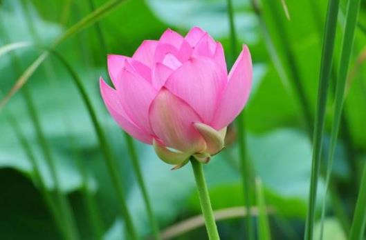 2018年荷花什么時(shí)候開(kāi)?2018最佳賞荷花的地方和時(shí)間
