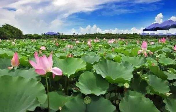 2018年荷花什么時(shí)候開(kāi)?2018最佳賞荷花的地方和時(shí)間