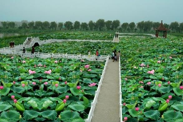 2018年金湖荷花節(jié)是什么時(shí)候舉辦?金湖荷花節(jié)簡(jiǎn)介及由來(lái)
