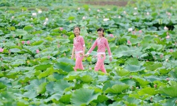 2018年金湖荷花節(jié)是什么時(shí)候舉辦?金湖荷花節(jié)簡(jiǎn)介及由來(lái)