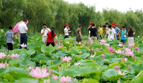 2018年金湖荷花節(jié)是什么時(shí)候舉辦?金湖荷花節(jié)簡(jiǎn)介及由來(lái)