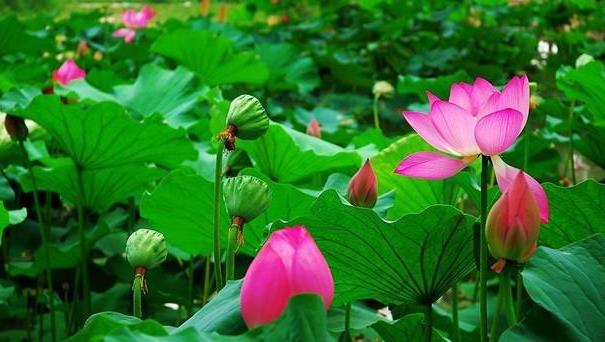 2018年金湖荷花節(jié)是什么時(shí)候舉辦?金湖荷花節(jié)簡(jiǎn)介及由來(lái)