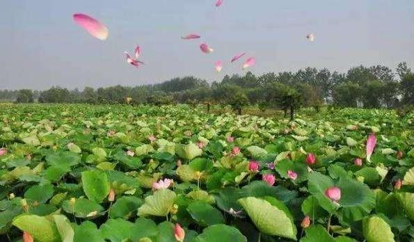 2018年金湖荷花節(jié)是什么時(shí)候舉辦?金湖荷花節(jié)簡(jiǎn)介及由來(lái)