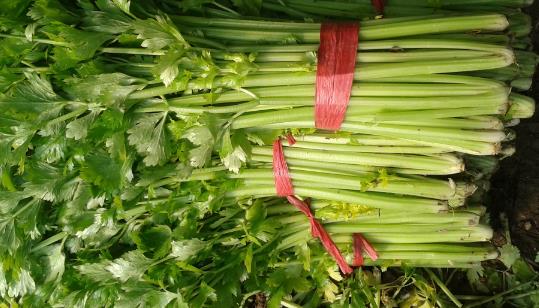 芹菜種植時(shí)間是什么時(shí)候?芹菜最佳種植時(shí)間