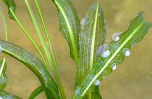 伊樂藻種植時(shí)間是什么時(shí)候?伊樂藻最佳種植時(shí)間