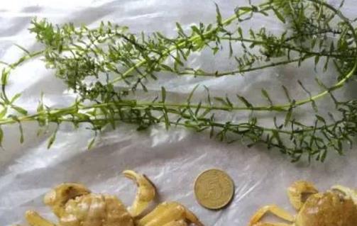 伊樂藻種植時(shí)間是什么時(shí)候?伊樂藻最佳種植時(shí)間