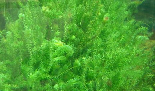 伊樂藻種植時(shí)間是什么時(shí)候?伊樂藻最佳種植時(shí)間