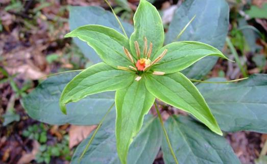 重樓種植時(shí)間是什么時(shí)候?重樓最佳種植時(shí)間