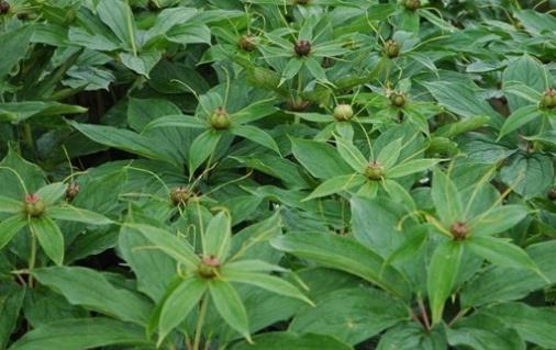 重樓種植時(shí)間是什么時(shí)候?重樓最佳種植時(shí)間
