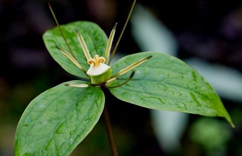 重樓種植時(shí)間是什么時(shí)候?重樓最佳種植時(shí)間