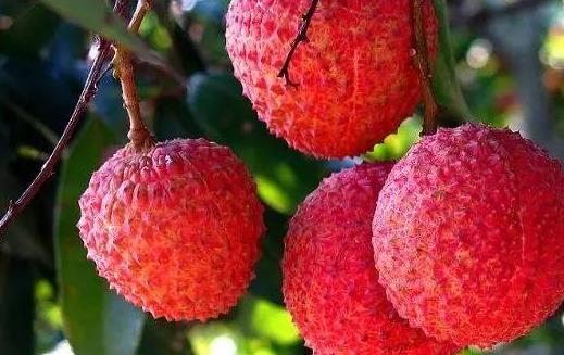 荔枝什么時(shí)候成熟 荔枝成熟季節(jié)