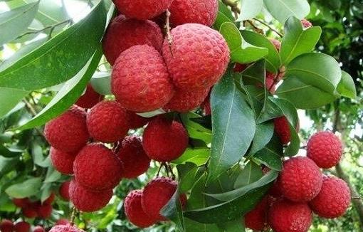 荔枝什么時(shí)候成熟 荔枝成熟季節(jié)