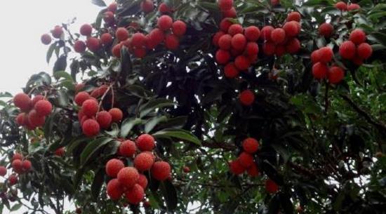 荔枝什么時(shí)候成熟 荔枝成熟季節(jié)