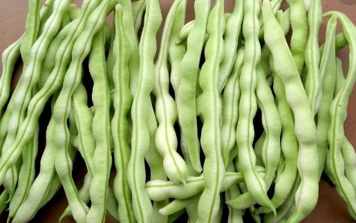 豆角種植時(shí)間是什么時(shí)候?豆角最佳種植時(shí)間