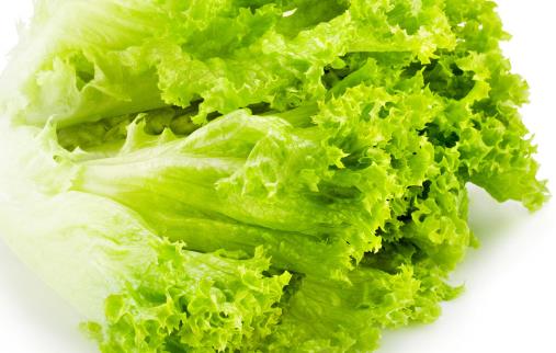 生菜種植時間是什么時候 生菜最佳種植時間