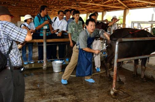 給牛人工授精最佳時(shí)間 給牛人工授精最佳時(shí)間如何掌握