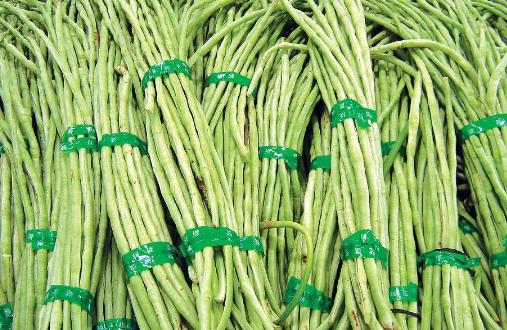 豆角種植時(shí)間是什么時(shí)候?豆角最佳種植時(shí)間