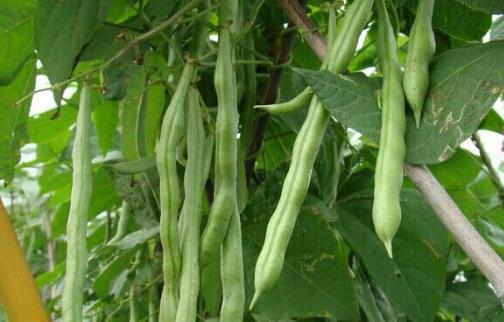 四季豆種植時(shí)間是什么時(shí)候?四季豆最佳種植時(shí)間