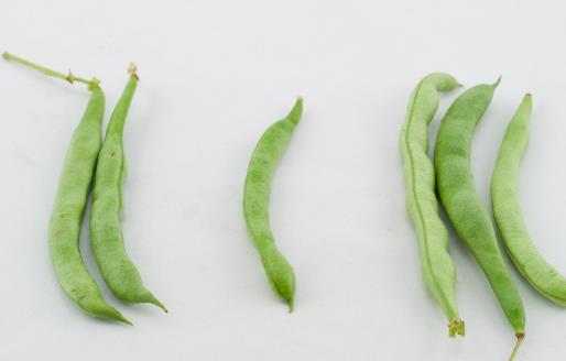 四季豆種植時(shí)間是什么時(shí)候?四季豆最佳種植時(shí)間