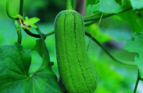 絲瓜種植時間是什么時候?絲瓜最佳種植時間
