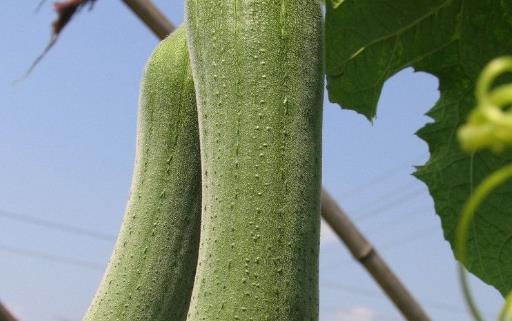絲瓜種植時間是什么時候?絲瓜最佳種植時間