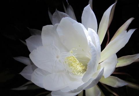 曇花什么時(shí)候開花?曇花開花季節(jié)